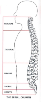 diagram of spine